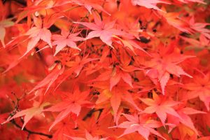 紅葉