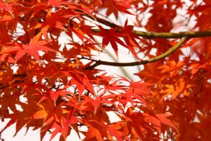 紅葉