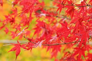 紅葉