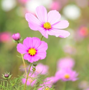 コスモスの花の画像 コスモスまつり