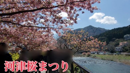 河津桜祭り写真画像