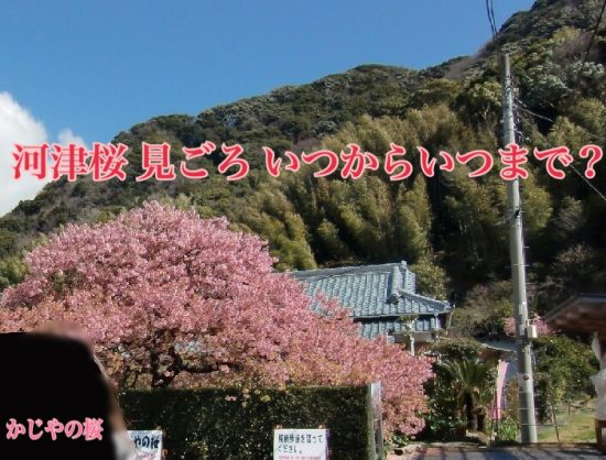 河津桜祭り かじやの桜写真画像