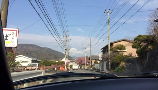 河津河津桜まつり画像