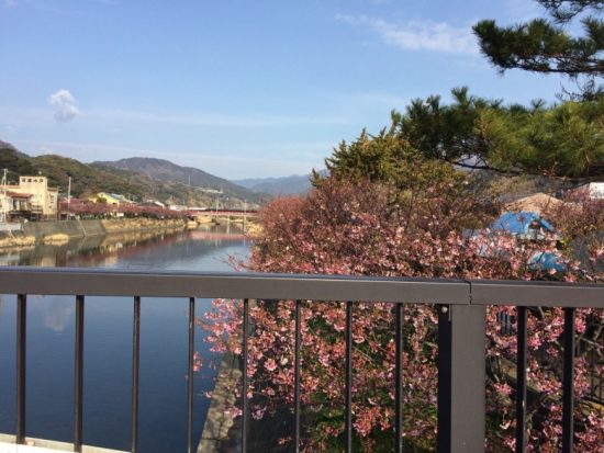 河津河津桜まつり 開花状況画像