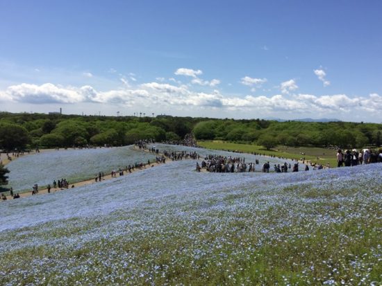 ひたち海浜公園ネモフィラ青い花開花状況画像