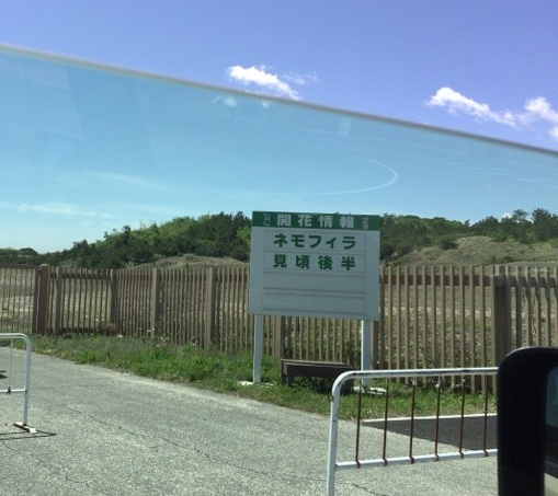 ひたち海浜公園ネモフィラ見頃画像