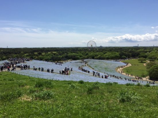 ひたち海浜公園ネモフィラ青い花開花状況画像