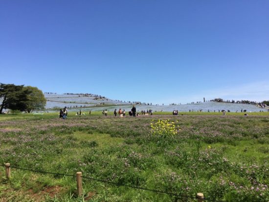 ひたち海浜公園菜の花画像