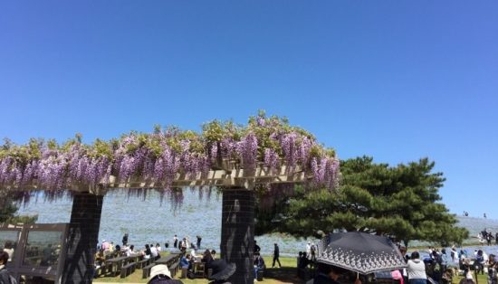 ひたち海浜公園ネモフィラと藤の花画像