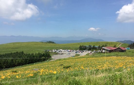 霧ヶ峰車山肩駐車場ニッコウキスゲ画像
