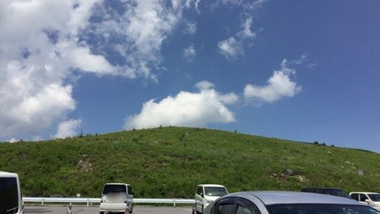 ビーナスラインの車山富士見台ニッコウキスゲの丘のニッコウキスゲの開花状況画像