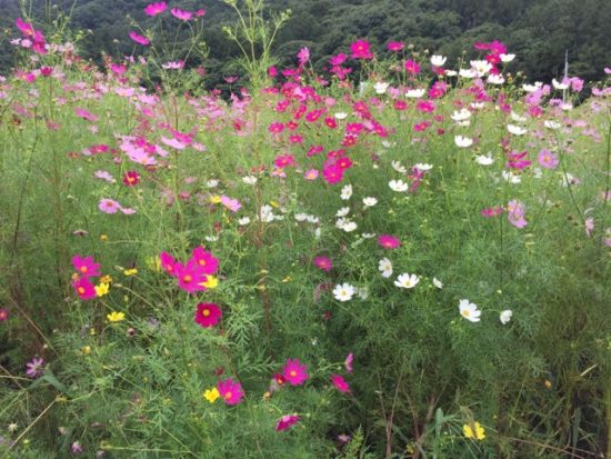 佐久コスモスまつり会場のコスモス画像