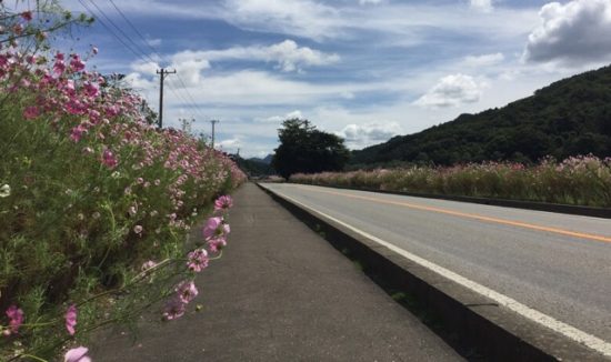 2017年佐久コスモス街道コスモスまつり開花状況画像