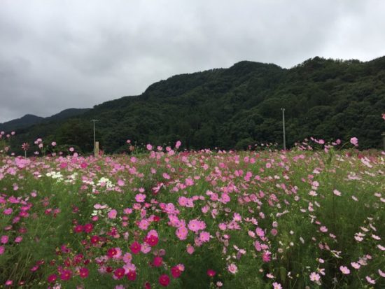 長野佐久コスモス街道コスモスまつり画像