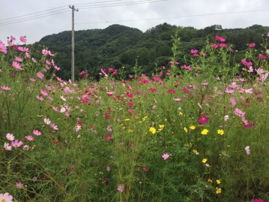 佐久コスモス街道コスモスまつり画像