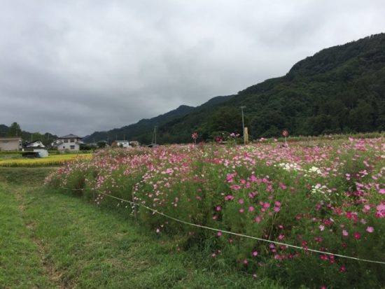 佐久コスモスまつり会場画像