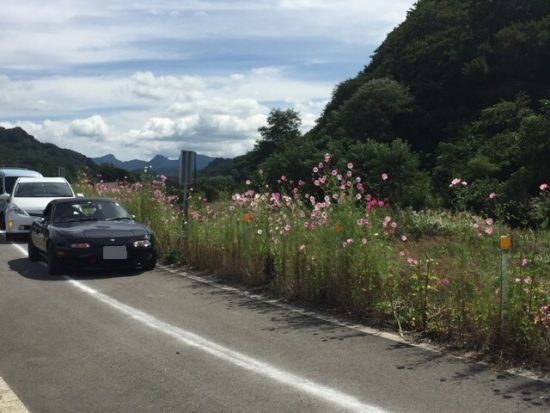 佐久コスモス街道コスモスまつり駐車場画像
