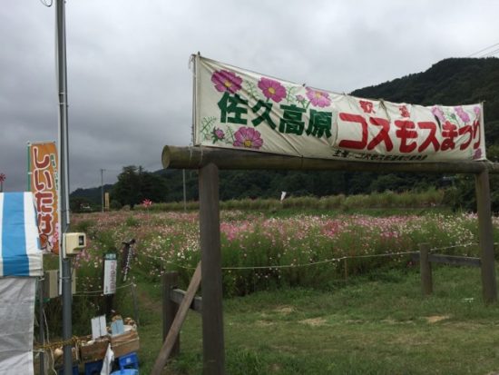 長野県佐久市コスモスまつり街道コスモスまつり画像