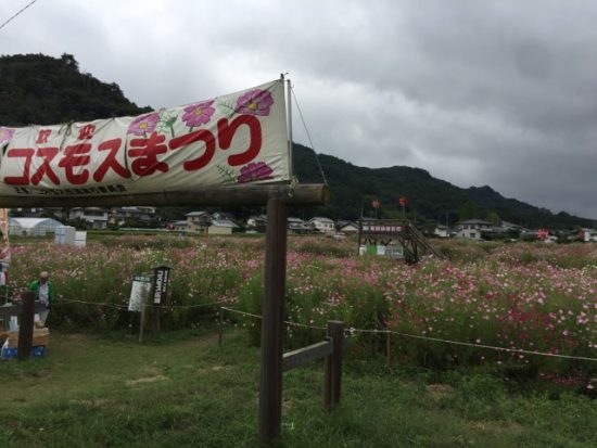 長野県佐久市コスモス街道コスモスまつり画像