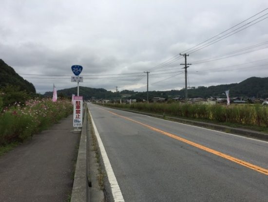 長野佐久コスモス街道のコスモスまつり会場画像